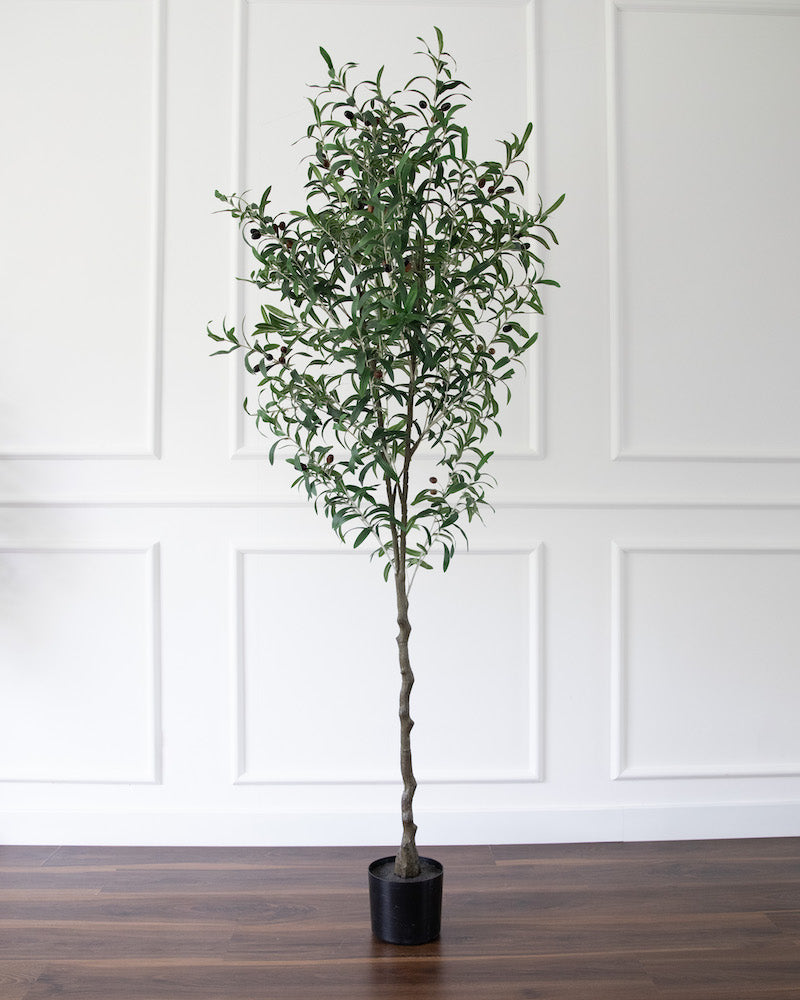 Olive Tree - Large