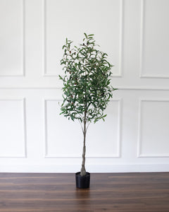 Olive Tree - Medium