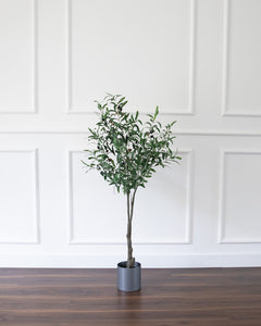 Olive Tree - Small