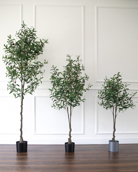 Olive Tree - Small