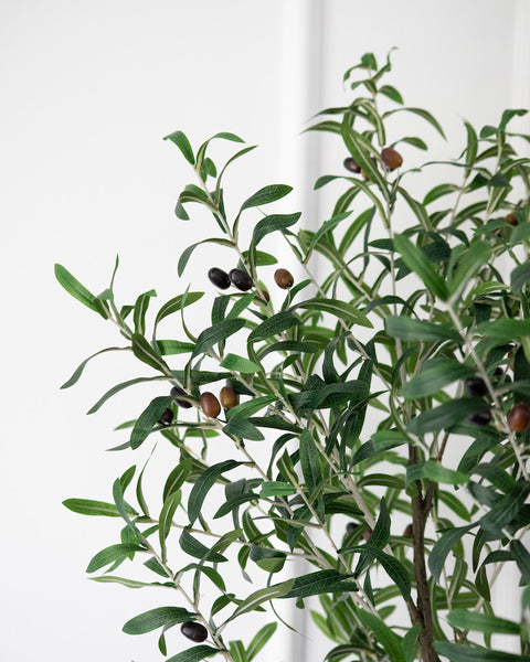 Olive Tree - Small