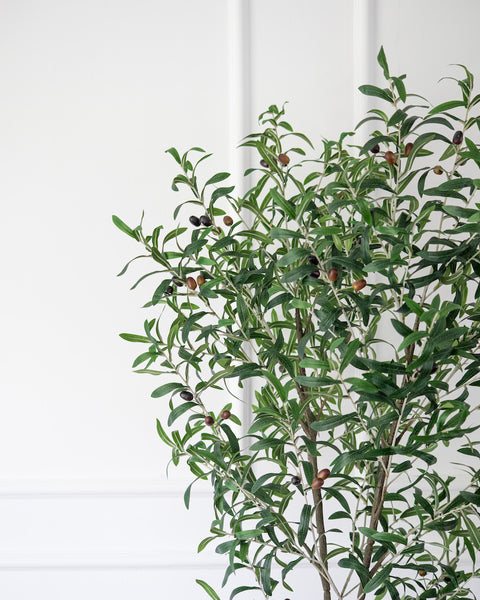 Olive Tree - Medium